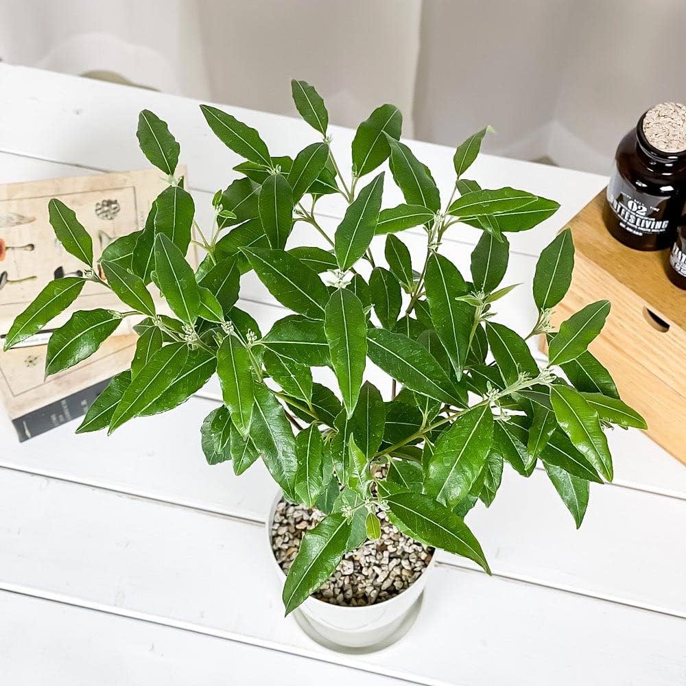 Amazon.co.jp: PLANCHU 観葉植物 レモンマートル 4号鉢 受け皿